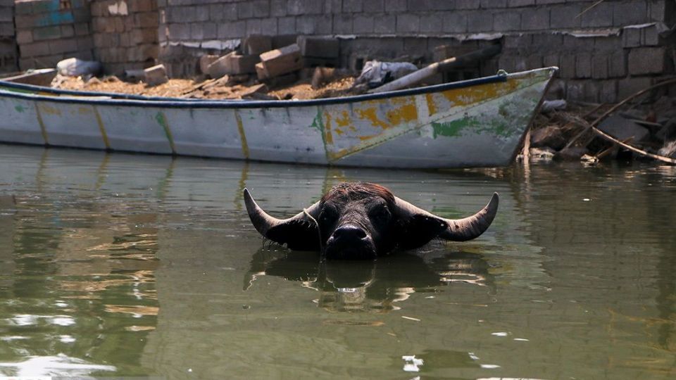 تالاب شادگان جاذبهای کمتر شناخته شده تالاب شادگان جاذبهای کمتر شناخته شده