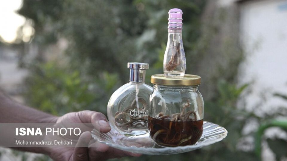 کمپ معالی‌آباد شیراز