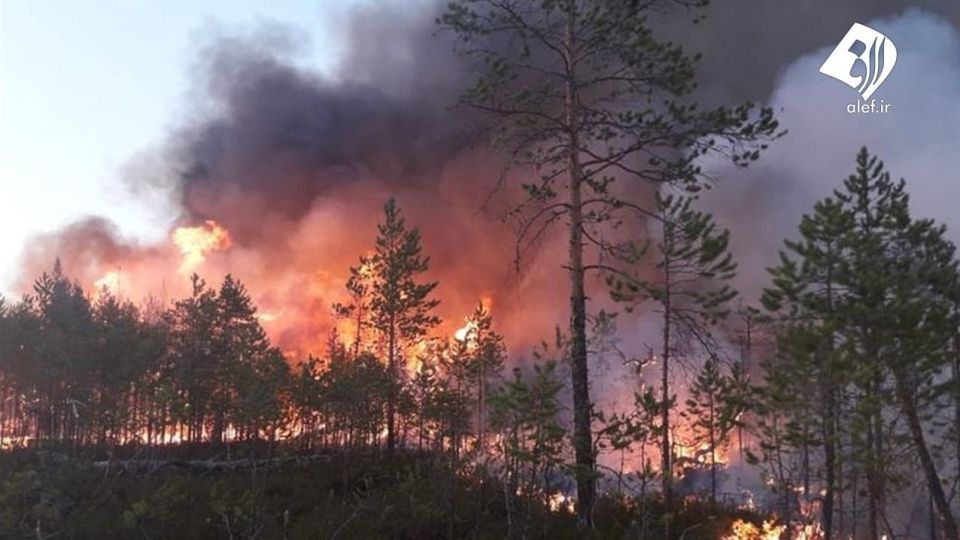 آتش به جان جنگل‌های سیبری افتاد