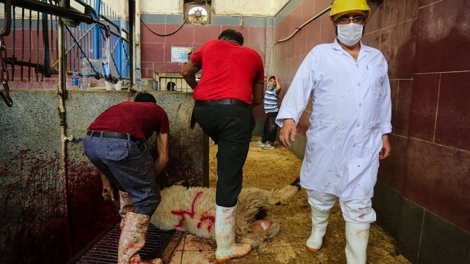 ذبح دام عید قربان در کشتارگاه صنعتی