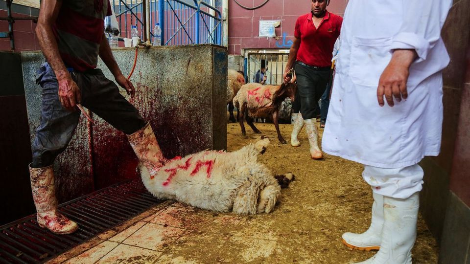 ذبح دام عید قربان در کشتارگاه صنعتی