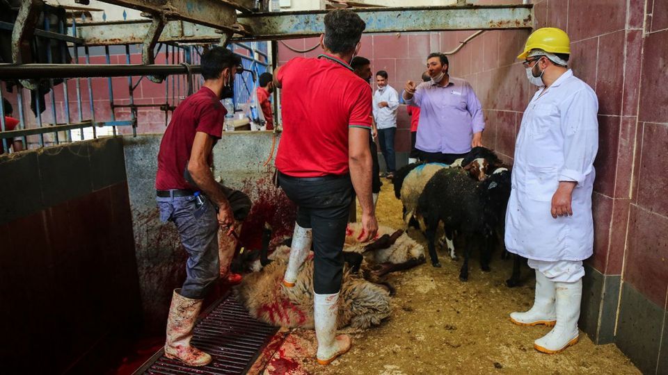 ذبح دام عید قربان در کشتارگاه صنعتی