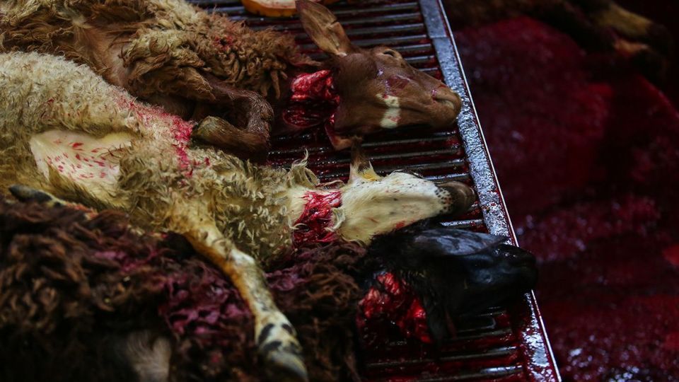 ذبح دام عید قربان در کشتارگاه صنعتی