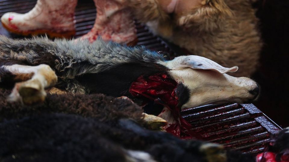 ذبح دام عید قربان در کشتارگاه صنعتی