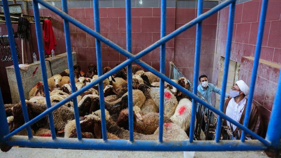 ذبح دام عید قربان در کشتارگاه صنعتی