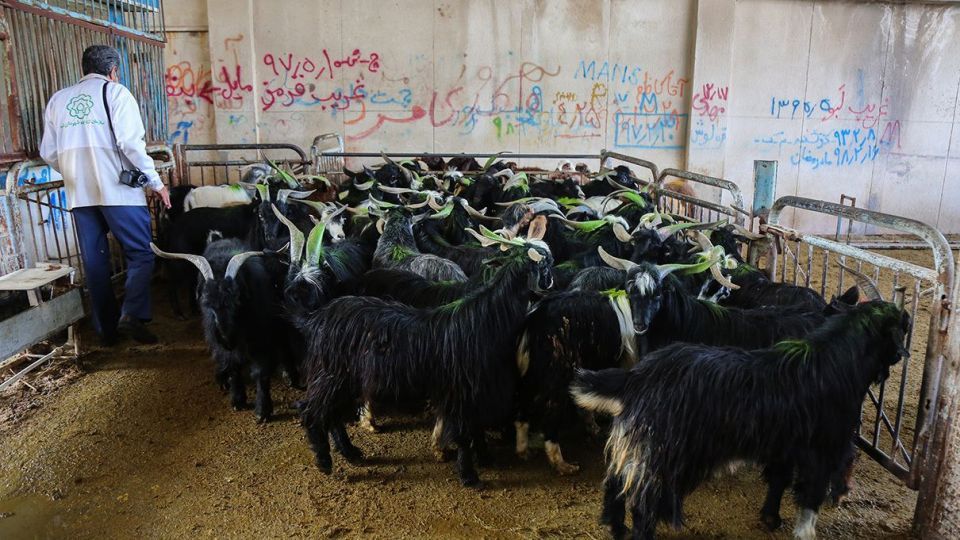 ذبح دام عید قربان در کشتارگاه صنعتی