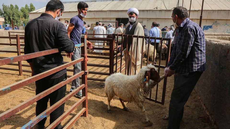 ذبح دام عید قربان در کشتارگاه صنعتی