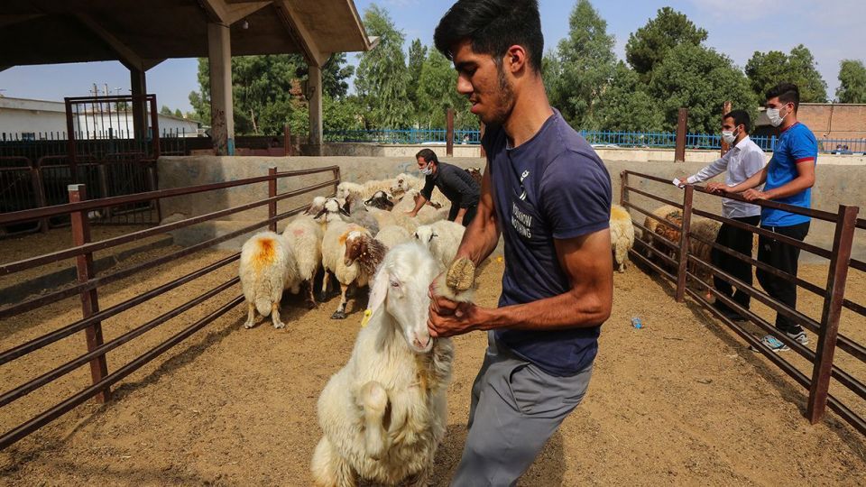 ذبح دام عید قربان در کشتارگاه صنعتی