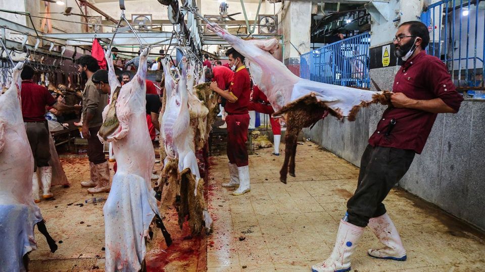 ذبح دام عید قربان در کشتارگاه صنعتی