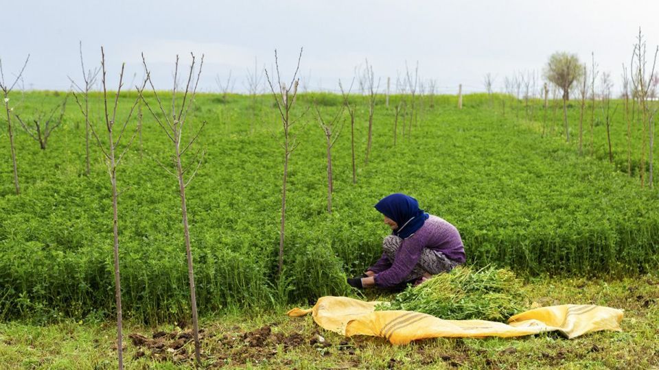 طبیعت زیبای نیشابور