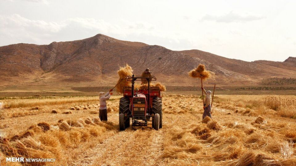 برداشت گندم