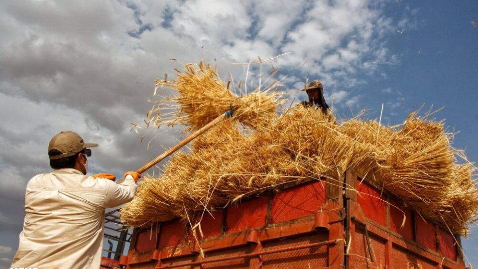 برداشت گندم