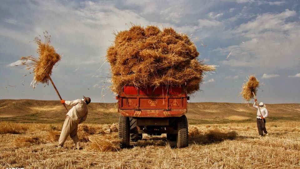 برداشت گندم