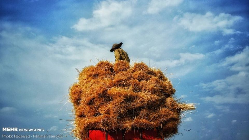 برداشت گندم