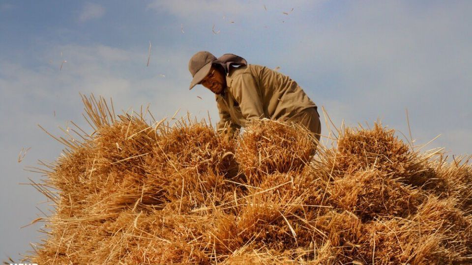 برداشت گندم