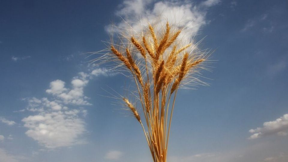 برداشت گندم