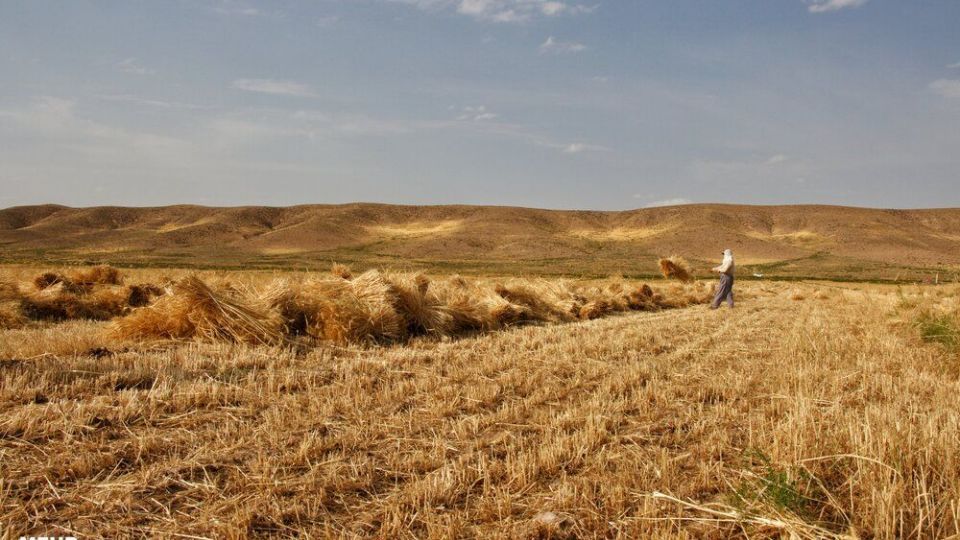 برداشت گندم