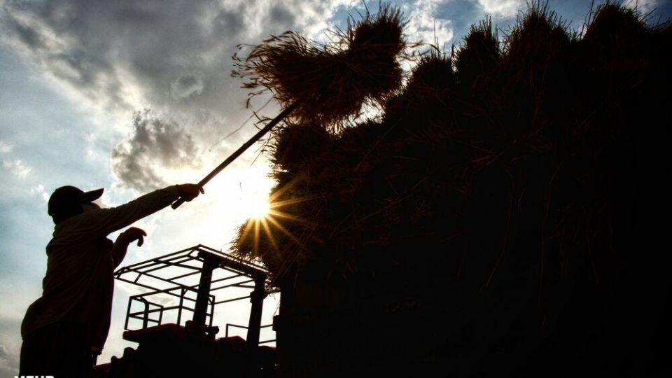 برداشت گندم