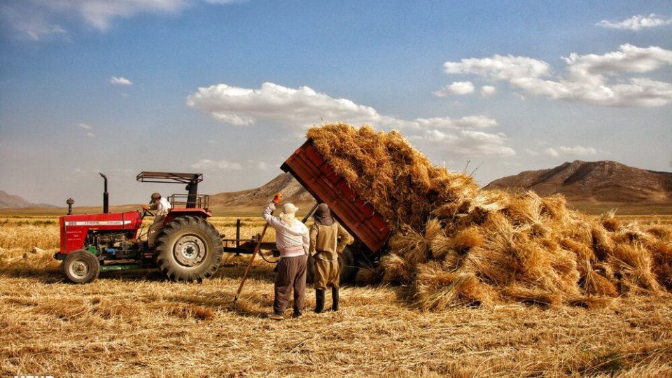 برداشت گندم