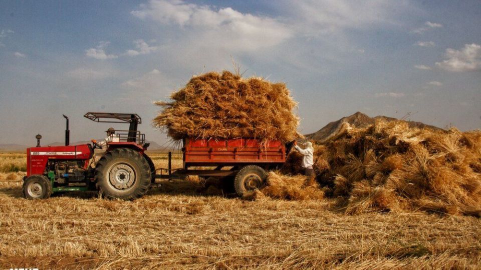 برداشت گندم