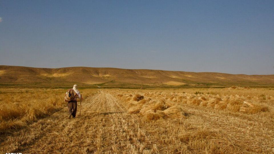 برداشت گندم