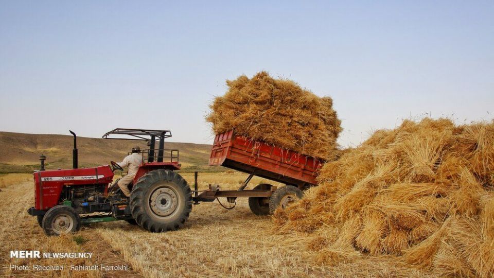 برداشت گندم