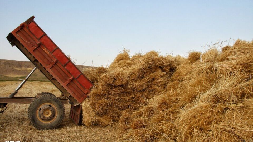 برداشت گندم