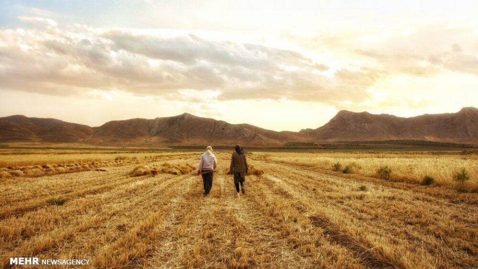 برداشت گندم