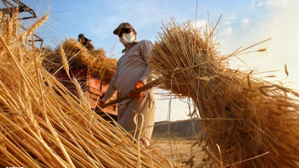 برداشت گندم