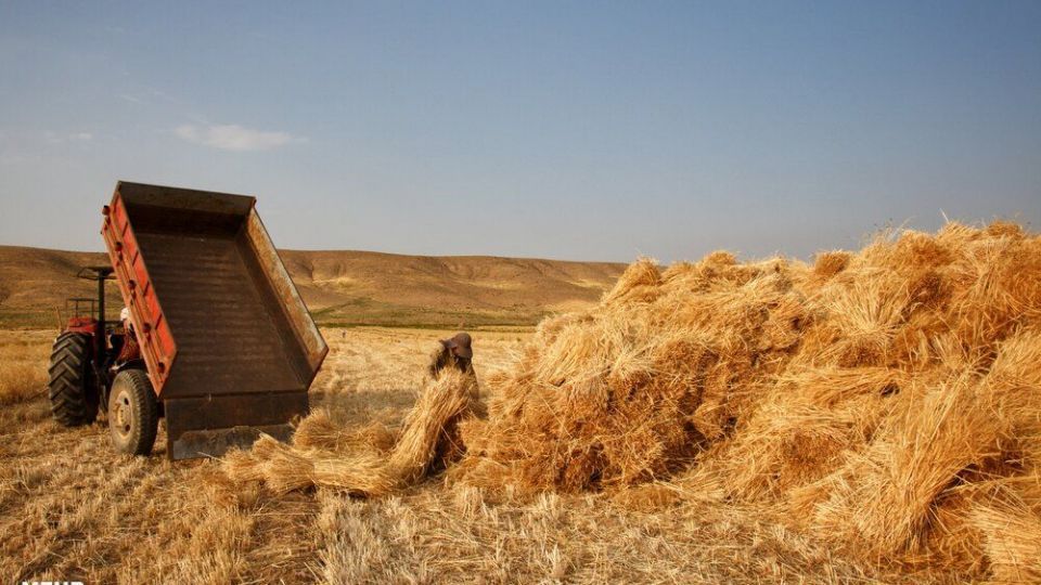 برداشت گندم