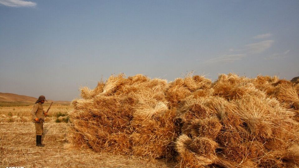 برداشت گندم