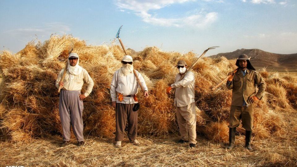 برداشت گندم