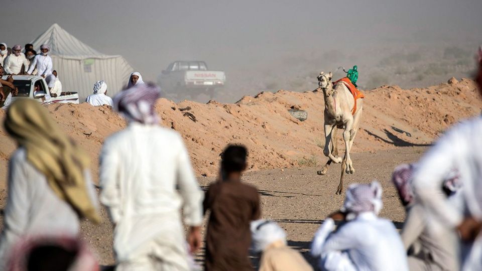 مسابقات شتردوانی در مصر