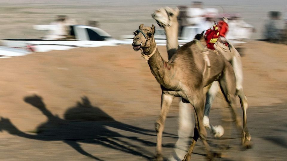 مسابقات شتردوانی در مصر