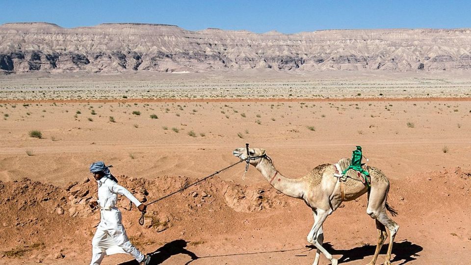 مسابقات شتردوانی در مصر