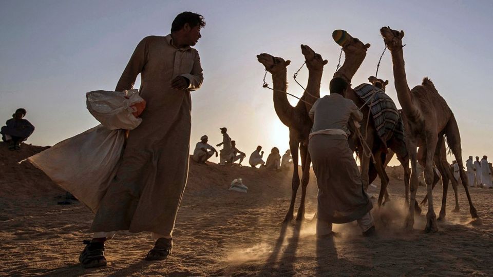 مسابقات شتردوانی در مصر