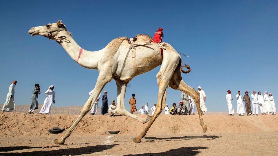 مسابقات شتردوانی در مصر