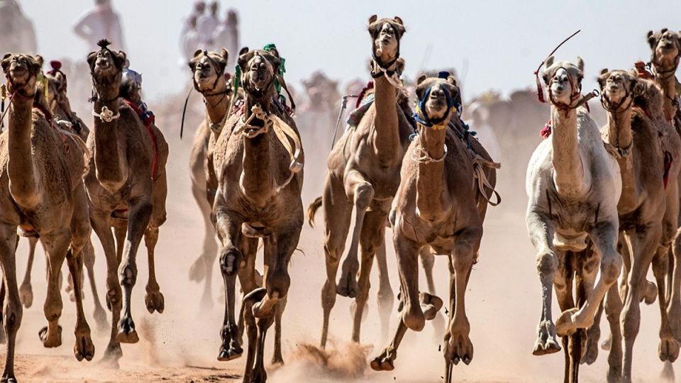 مسابقات شتردوانی در مصر