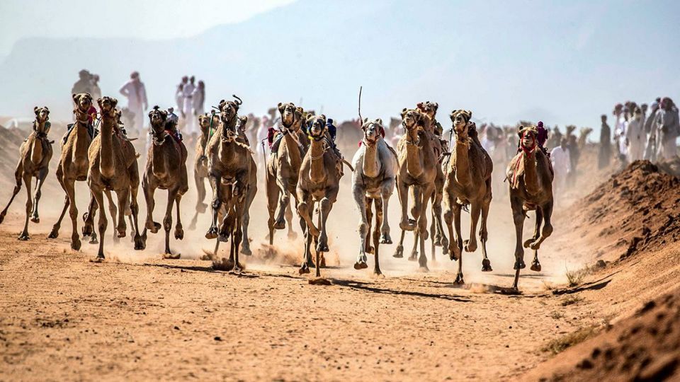 مسابقات شتردوانی در مصر