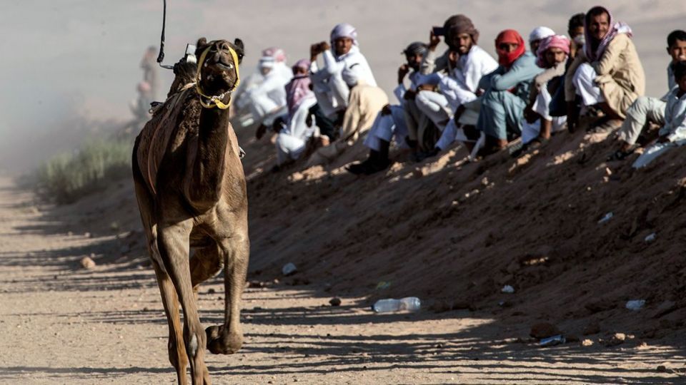 مسابقات شتردوانی در مصر