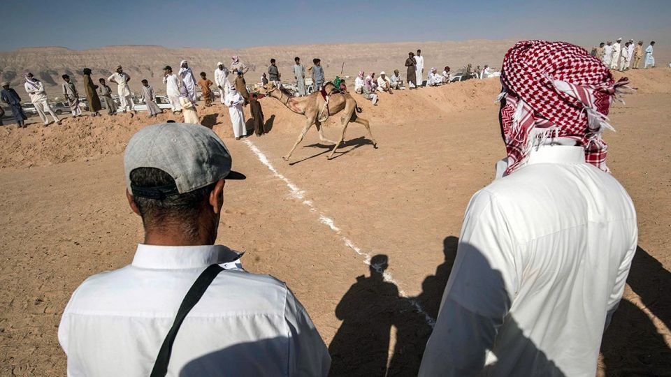 مسابقات شتردوانی در مصر