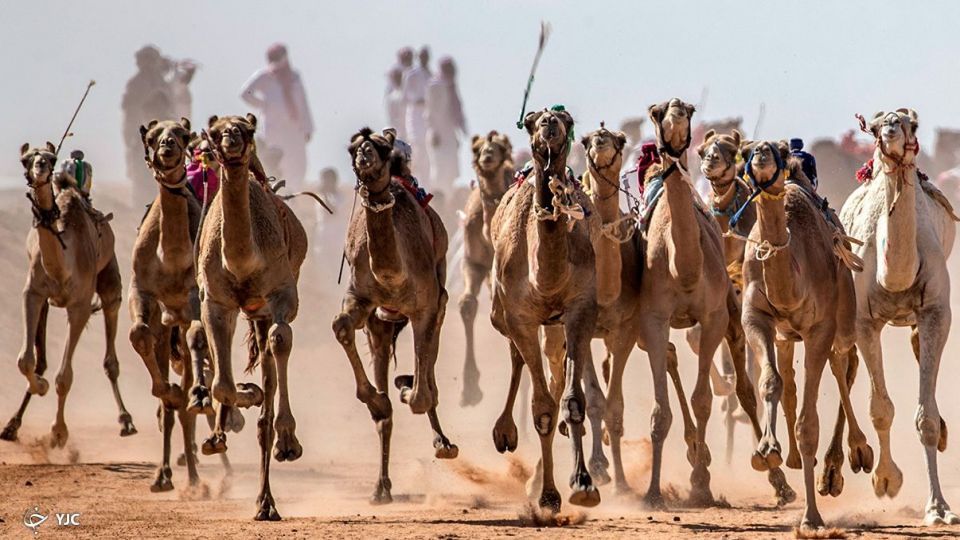 مسابقات شتردوانی در مصر