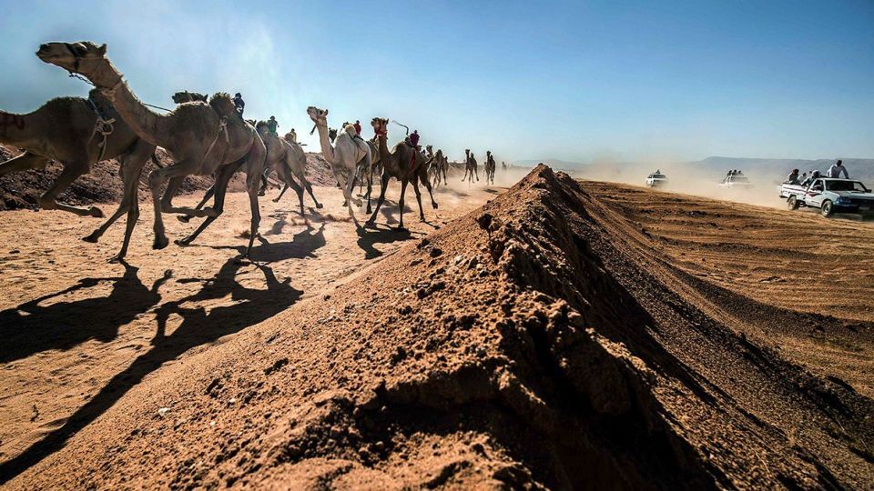 مسابقات شتردوانی در مصر