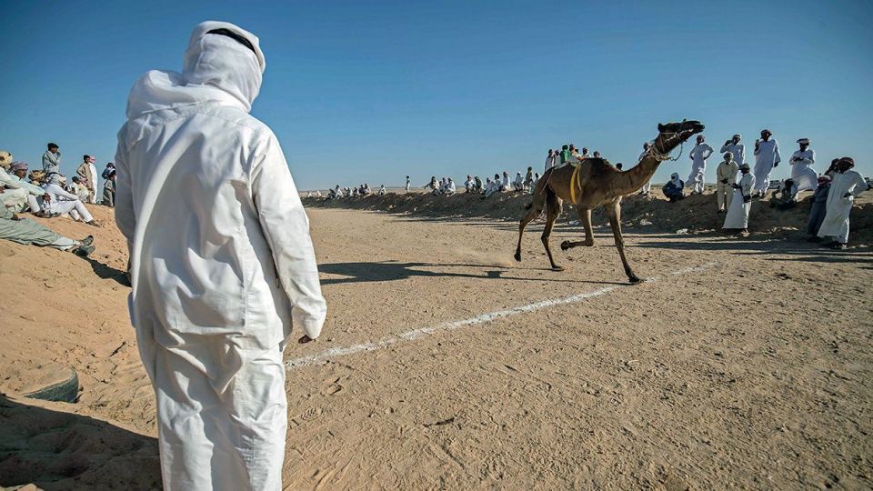 مسابقات شتردوانی در مصر