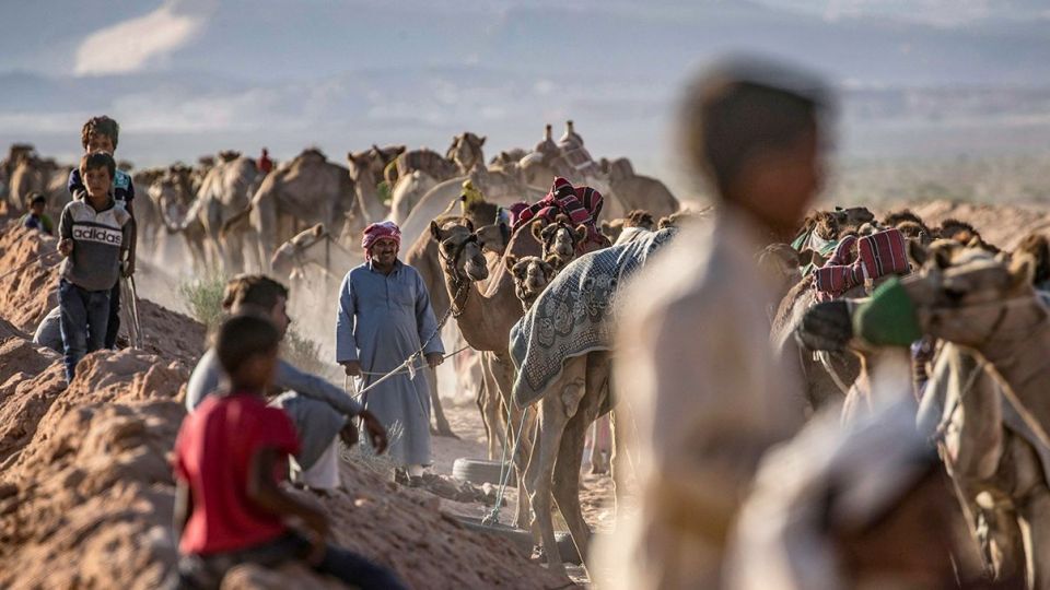 مسابقات شتردوانی در مصر