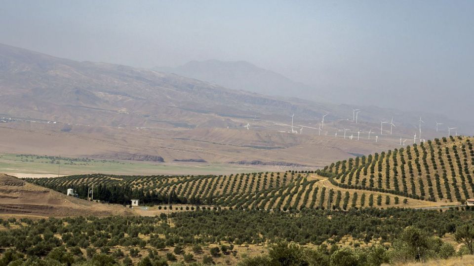 برداشت زیتون - رودبار گیلان