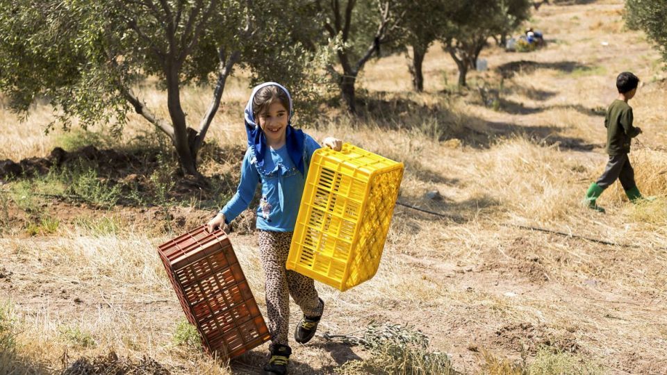 برداشت زیتون - رودبار گیلان