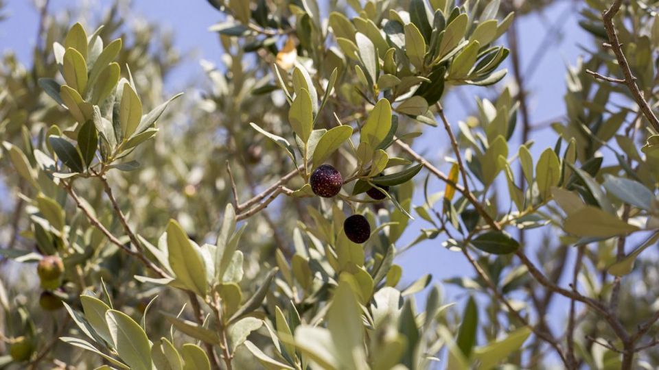 برداشت زیتون - رودبار گیلان