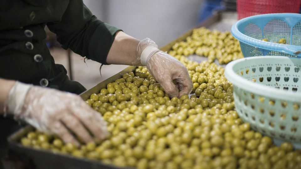 برداشت زیتون - رودبار گیلان