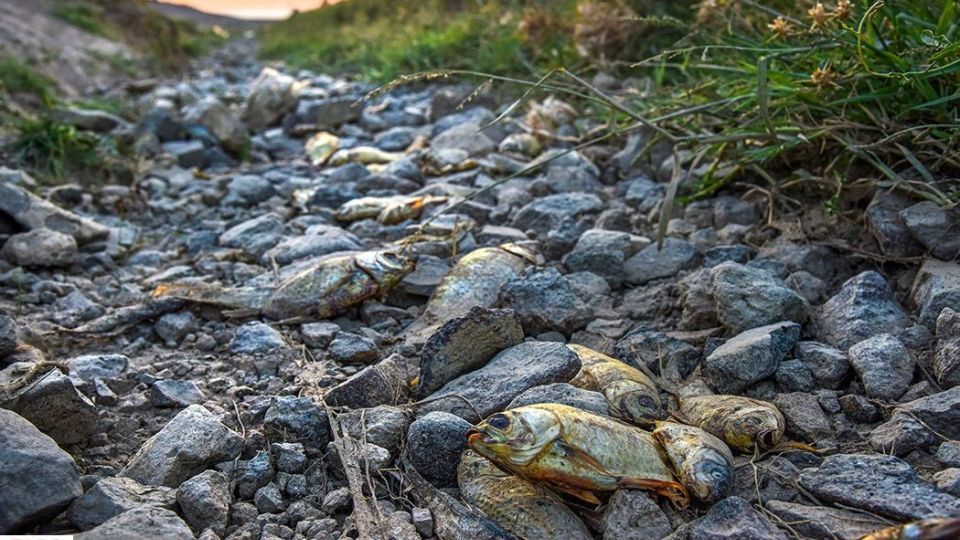 مرگ هزاران ماهی در سد سهرین زنجان